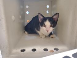 Shelter Stray Male Cat last seen Near N El Camino Real Street, Oceanside, CA, 92058, Oceanside, CA 92058, USA
