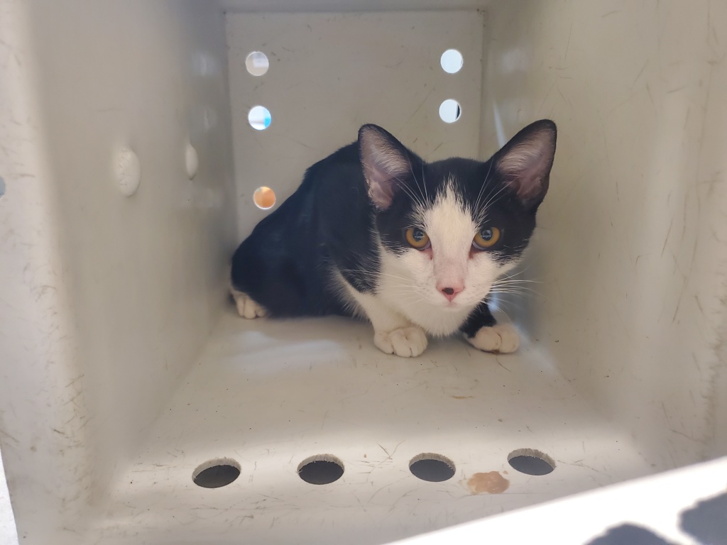Shelter Stray Male Cat last seen Near N El Camino Real Street, Oceanside, CA, 92058, Oceanside, CA 92058, USA