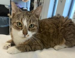 Shelter Stray Male Cat last seen Near E 169th Street, BRONX, NY, 10452, 326 E 110th St, New York, NY 10029, USA