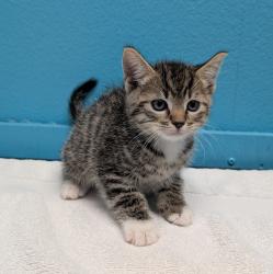 Shelter Stray Male Cat last seen Near Rock Springs Road, Escondido, CA, 92025, Escondido, CA 92027, USA