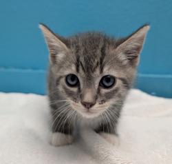 Shelter Stray Male Cat last seen Near Rock Springs Road, Escondido, CA, 92026, Escondido, CA 92027, USA