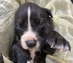 Shelter Stray Male Dog last seen MCAS, TROUTDALE, OR, 97060, 1700 W Historic Columbia River Hwy, Troutdale, OR 97060, USA