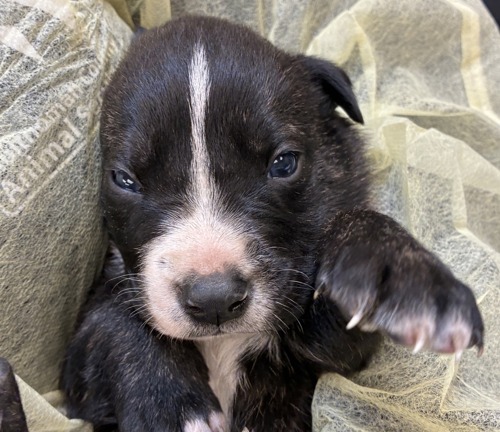Shelter Stray Male Dog last seen MCAS, TROUTDALE, OR, 97060, 1700 W Historic Columbia River Hwy, Troutdale, OR 97060, USA