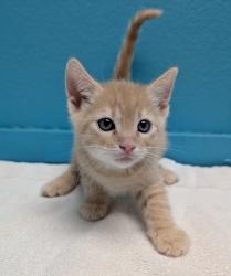 Shelter Stray Male Cat last seen Near Rock Springs Road, Escondido, CA, 92026, Escondido, CA 92027, USA