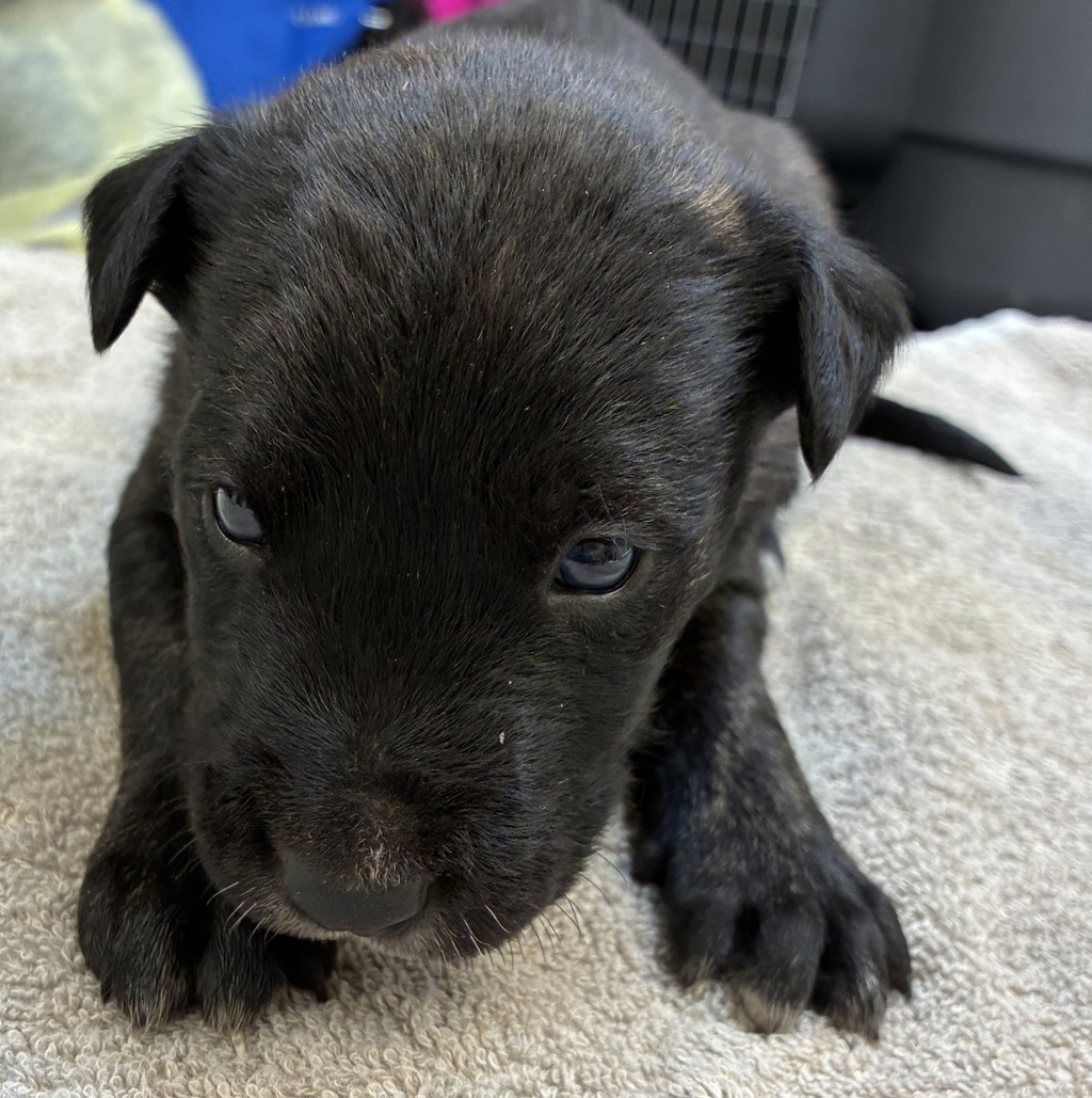 Shelter Stray Female Dog last seen MCAS, TROUTDALE, OR, 97060, 1700 W Historic Columbia River Hwy, Troutdale, OR 97060, USA