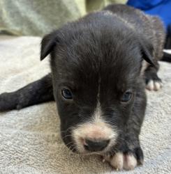 Shelter Stray Female Dog last seen MCAS, TROUTDALE, OR, 97060, 1700 W Historic Columbia River Hwy, Troutdale, OR 97060, USA