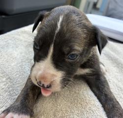 Shelter Stray Female Dog last seen MCAS, TROUTDALE, OR, 97060, 1700 W Historic Columbia River Hwy, Troutdale, OR 97060, USA