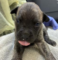Shelter Stray Female Dog last seen MCAS, TROUTDALE, OR, 97060, 1700 W Historic Columbia River Hwy, Troutdale, OR 97060, USA