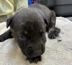 Shelter Stray Female Dog last seen MCAS, TROUTDALE, OR, 97060, 1700 W Historic Columbia River Hwy, Troutdale, OR 97060, USA