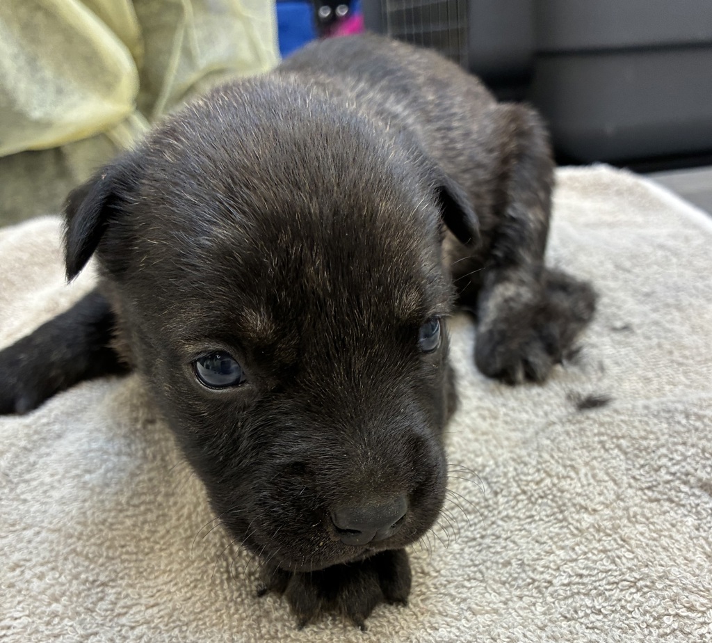 Shelter Stray Female Dog last seen MCAS, TROUTDALE, OR, 97060, 1700 W Historic Columbia River Hwy, Troutdale, OR 97060, USA