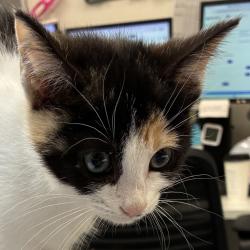 Shelter Stray Female Cat last seen 20th/Irvine, OR, 1700 W Historic Columbia River Hwy, Troutdale, OR 97060, USA
