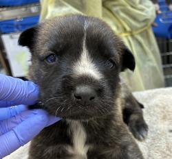 Shelter Stray Female Dog last seen MCAS, TROUTDALE, OR, 97060, 1700 W Historic Columbia River Hwy, Troutdale, OR 97060, USA