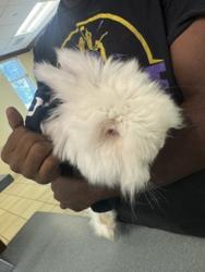 Shelter Stray Male Rabbit last seen Cambria at Corner Stone, loose in the neighborhood., VIRGINIA BEACH, VA, 23462, 341 S Birdneck Rd, Virginia Beach, VA 23451, USA