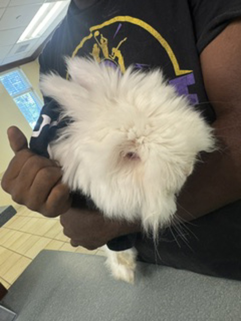Shelter Stray Male Rabbit last seen Cambria at Corner Stone, loose in the neighborhood., VIRGINIA BEACH, VA, 23462, 341 S Birdneck Rd, Virginia Beach, VA 23451, USA