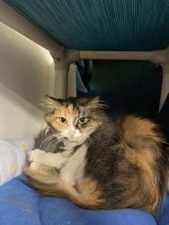 Shelter Stray Female Cat last seen Near Maturin Drive, San Diego, CA, 92127, Oceanside, CA 92058, USA