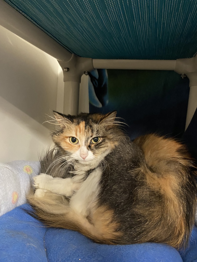 Shelter Stray Female Cat last seen Near Maturin Drive, San Diego, CA, 92127, Oceanside, CA 92058, USA