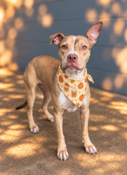 Shelter Stray Female Dog last seen Near Sybil Drive, LAFAYETTE, LA, 70507, 410 Dugas Rd, Lafayette, LA 70507, USA