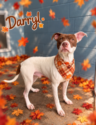 Shelter Stray Male Dog last seen Near Lindsey Circle, CARENCRO, LA, 70520, 410 Dugas Rd, Lafayette, LA 70507, USA