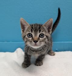 Shelter Stray Female Cat last seen Near Rock Springs Road, Escondido, CA, 92026, Escondido, CA 92027, USA