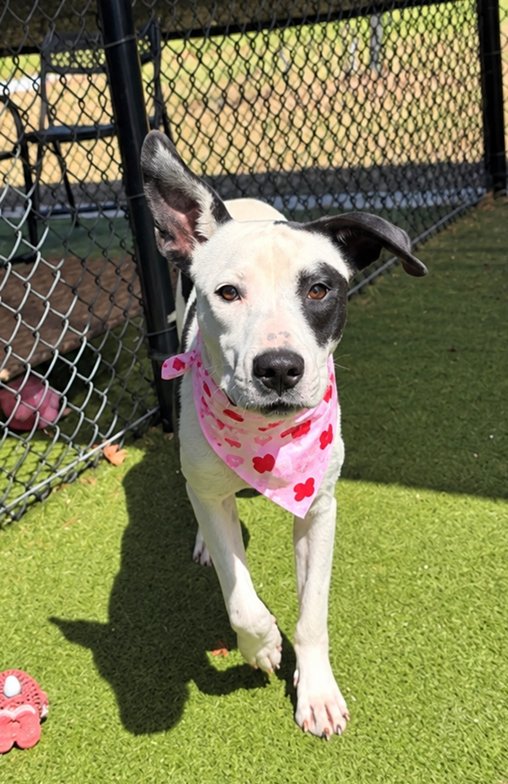 Shelter Stray Female Dog last seen Near High Ridge Street, DUSON, LA, 70529, 410 Dugas Rd, Lafayette, LA 70507, USA