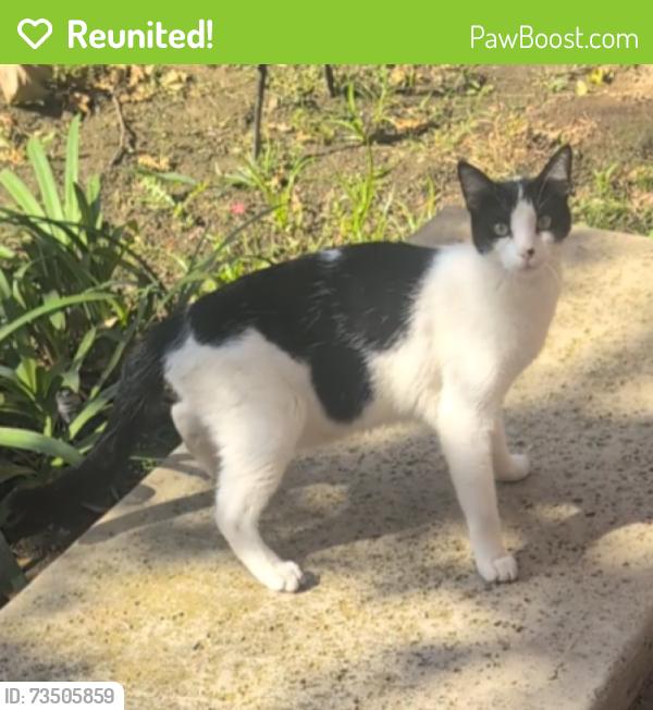Reunited Male Cat last seen Near Coronado ave, 90804, Long Beach, CA 90804