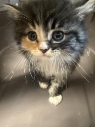 Shelter Stray Female Cat last seen Near block Central Avenue, GREAT FALLS, MT, 59401, 1010 25th Ave NE, Great Falls, MT 59404, USA