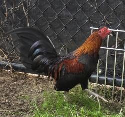 Shelter Stray Male Bird last seen Near Old Herald Harbor Road, CROWNSVILLE, MD, 21032, 411 Maxwell Frye Rd, Millersville, MD 21108, USA
