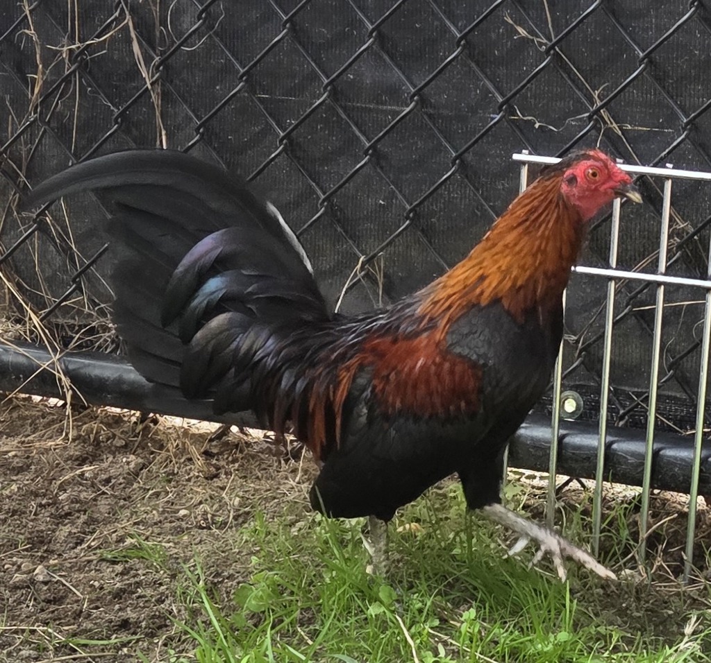 Shelter Stray Male Bird last seen Near Old Herald Harbor Road, CROWNSVILLE, MD, 21032, 411 Maxwell Frye Rd, Millersville, MD 21108, USA