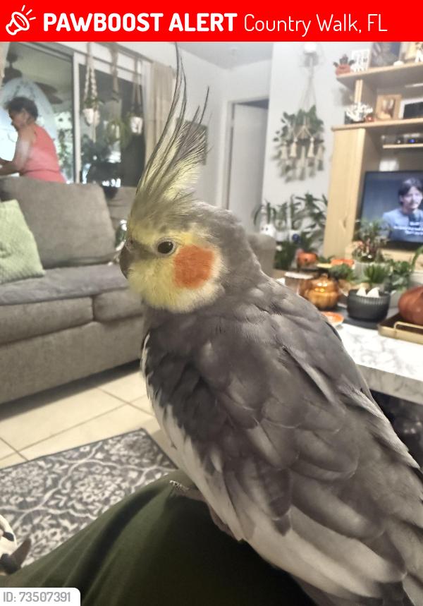 Lost Male Bird last seen Country walk Drice, Country Walk, FL 33196