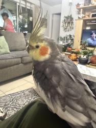 Lost Male Bird last seen Country walk Drice, Country Walk, FL 33196