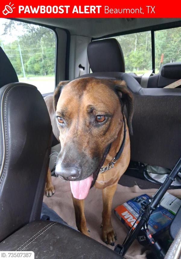 Lost Female Dog last seen Iris & Ivy, Beaumont, TX 77706