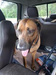 Lost Female Dog last seen Iris & Ivy, Beaumont, TX 77706