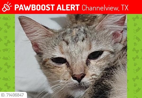 Lost Female Cat last seen Dell Dale & Woodforest, Channelview, TX 77530