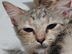 Lost Female Cat last seen Dell Dale & Woodforest, Channelview, TX 77530