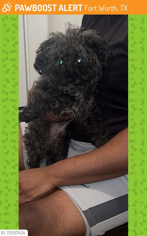 Found/Stray Female Dog last seen Bryan Irving Altamesa, Fort Worth, TX 76132