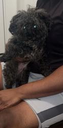 Found/Stray Female Dog last seen Bryan Irving Altamesa, Fort Worth, TX 76132