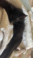 Reunited Female Cat last seen Saint johns wood neighborhood, Richmond, VA 23225