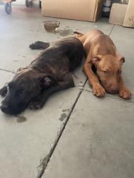 Reunited Male Dog last seen Liberty Baptist Church, Spartanburg County, SC 29349