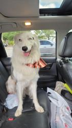 Reunited Male Dog last seen Old Fort Parkway & Autumn Town Way Murfreesboro TN, Murfreesboro, TN 37128