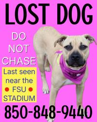 Lost Female Dog last seen FSU stadium, Tallahassee, FL, Tallahassee, FL 32304