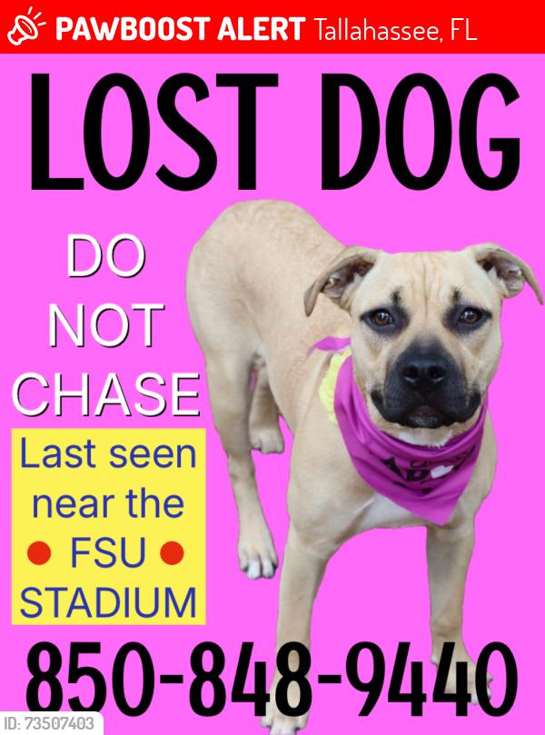 Lost Female Dog last seen FSU stadium, Tallahassee, FL, Tallahassee, FL 32304