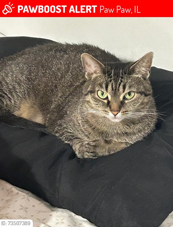 Lost Female Cat last seen Lee rd, Paw Paw, IL 61353