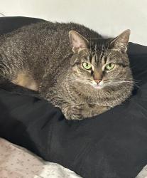 Lost Female Cat last seen Lee rd, Paw Paw, IL 61353