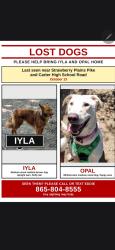 Lost Female Dog last seen Carter High School Road, Strawberry Plains, TN 37871