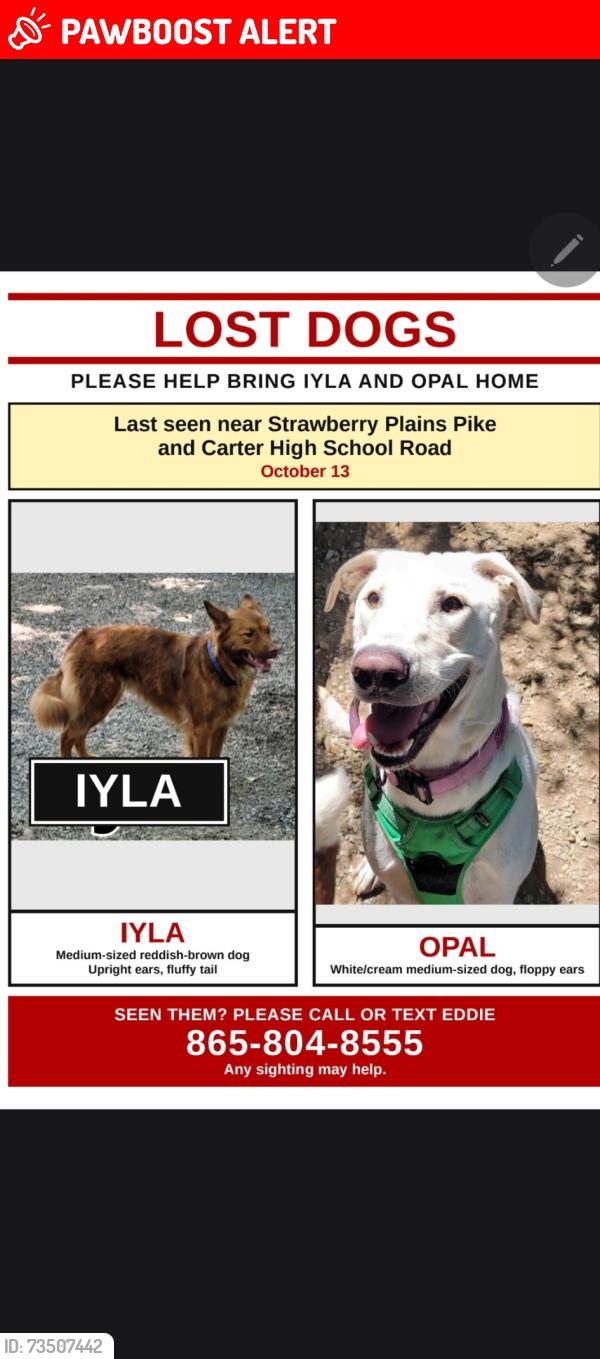 Lost Female Dog last seen Carter High School Road, Strawberry Plains, TN 37871