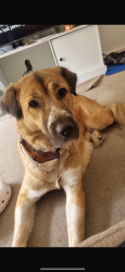 Reunited Female Dog last seen B20 3NW, West Midlands, England B20 3NW