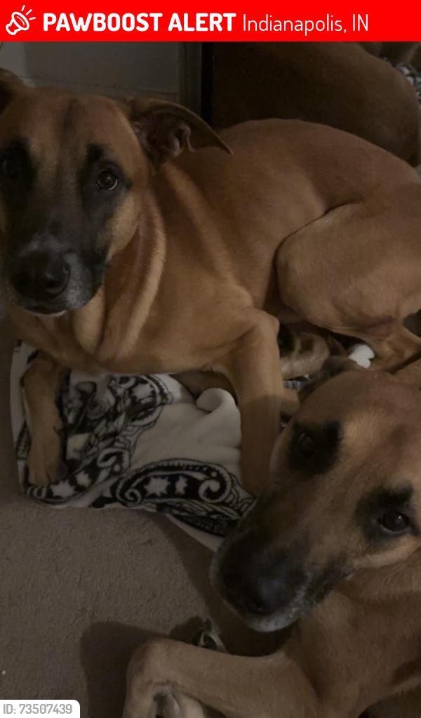Lost Male Dog last seen Wayne Preparatory Academy, Indianapolis, IN 46241
