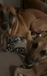 Lost Male Dog last seen Wayne Preparatory Academy, Indianapolis, IN 46241
