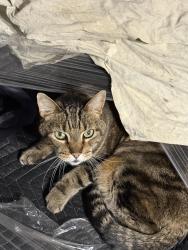Reunited Male Cat last seen Cornish St & Patterson St, Houston, TX 77007