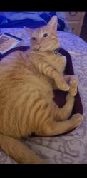 Lost Male Cat last seen Willard Norris Rd., between Pine Blossom and Anderson Ln., Santa Rosa County, FL 32570